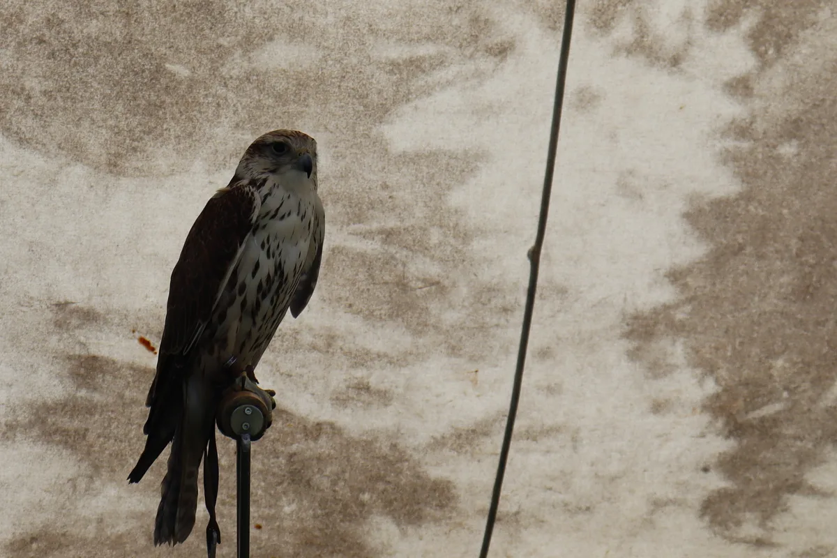 Ein Falke, mit dem es Falknerei Shows gibt